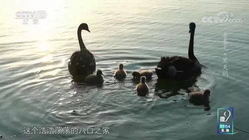 什么明星网红在西双版纳,西双版纳的璀璨星光之旅