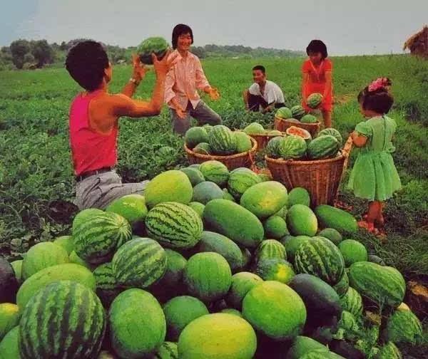 香港今日毛瓜多少斤一棵,每棵多少斤？”