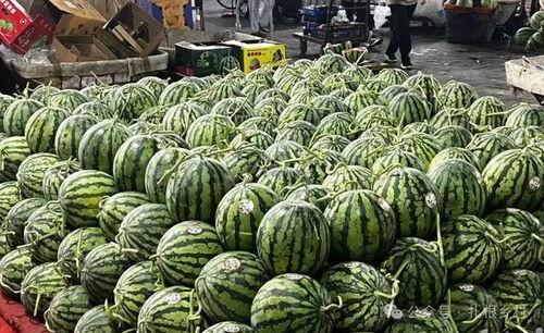 香港今日毛瓜多少斤一棵,每棵多少斤？”