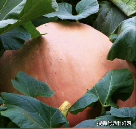 成都今日大瓜,揭秘网络热议事件背后的真相