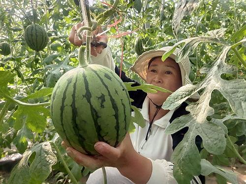 l600小吊瓜今日价格,市场行情一览”