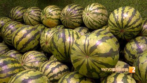 麒麟瓜价格今日行情多少钱,价格波动解析