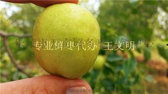 产地吊瓜今日价格,市场行情一览”