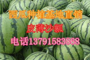 产地吊瓜今日价格,市场行情一览”