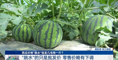 今日头瓜多少钱一斤,一斤多少钱？