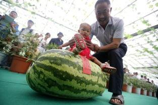 吃瓜中心今日大瓜视频,今日大瓜视频幕后真相大曝光！