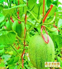海南哈密瓜今日行情,甜蜜价格波动，市场供需动态解析