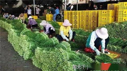 今日徐闻瓜菜行情,新鲜热销，价格波动一览