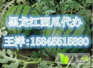 今日黑瓜 新闻,揭秘今日热点事件背后的真相与影响