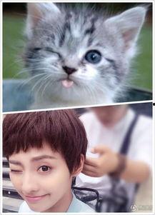 明星网红同款猫咪图片,揭秘明星同款萌宠魅力