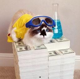 明星网红同款猫咪图片,揭秘明星同款萌宠魅力