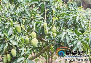 海南蒲瓜行情今日价格表,价格波动与市场动态一览
