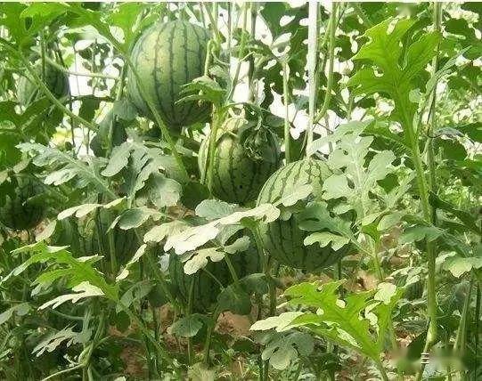 乐东二瓜今日价格行情,价格波动解析与市场动态