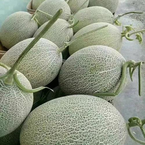 哈密瓜价格今日价格表,市场行情实时更新