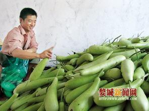 徐闻今日蒲瓜价钱,行情波动下的市场动态