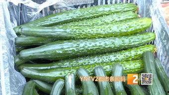 王旗营今日小瓜价格多少,新鲜上市，实惠价享丰收季”