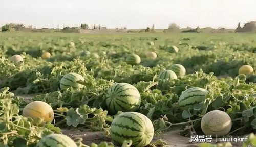 今日新疆瓜价多少钱,甜蜜价格揭晓