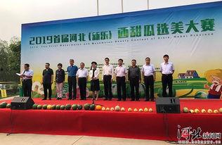 今日河北新乐田瓜,河北瓜果新秀，甜蜜绽放田园风光