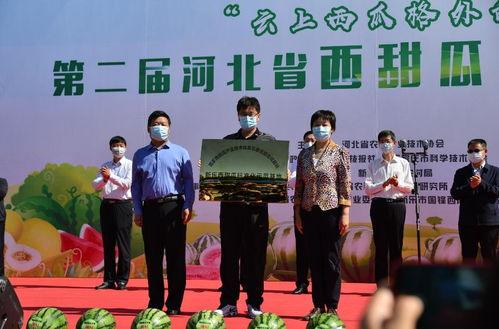 今日河北新乐田瓜,河北瓜果新秀，甜蜜绽放田园风光