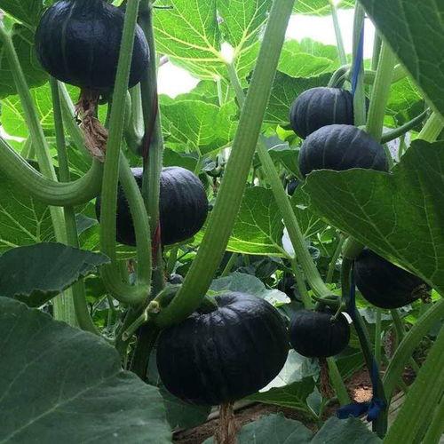 今日兰瓜价格行情,涨跌波动，市场动态一览