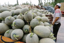 湖州哈密瓜今日价格