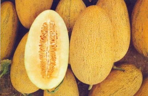 湖州哈密瓜今日价格