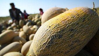 新疆2024哈密瓜今日价格行情,品质与价格的完美结合”