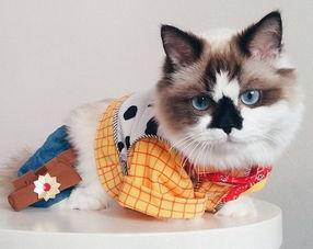 明星网红小猫咪图片,小猫咪的萌态瞬间