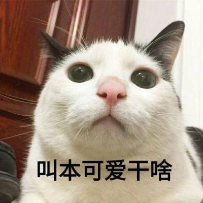 明星网红小猫咪图片,小猫咪的萌态瞬间