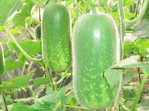 今日吃瓜每日必吃大瓜51,揭秘今日必吃大瓜背后的故事