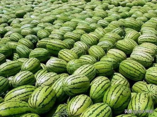 今日吃瓜每日必吃大瓜51,揭秘今日必吃大瓜背后的故事