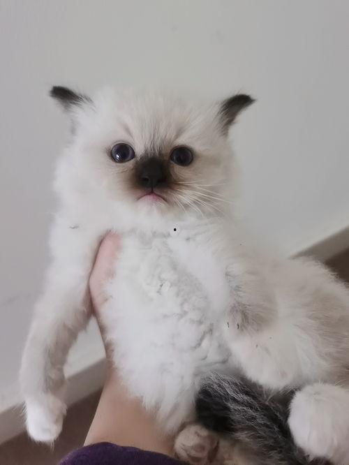 布偶猫明星网红叫什么