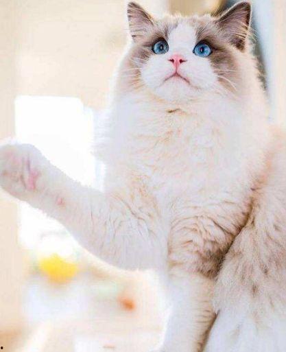 布偶猫明星网红叫什么