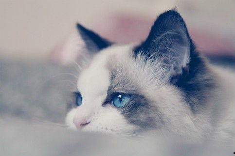 布偶猫明星网红叫什么