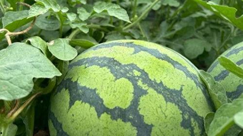 51cg黑料网爆今日大瓜,今日娱乐圈风云再起