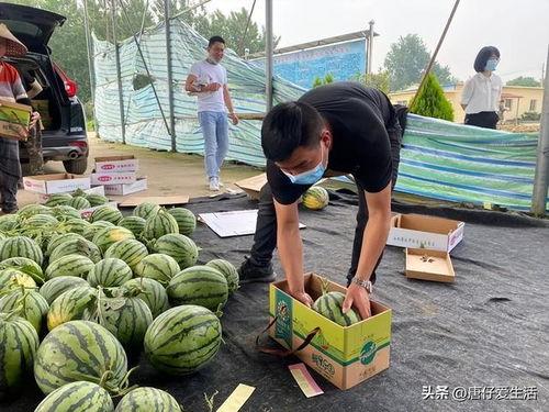 今日宁夏瓜价格,今日价格行情一览”