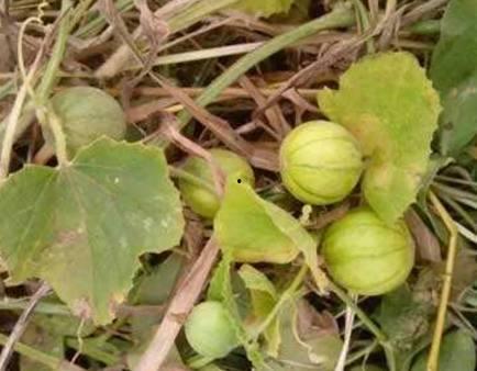 马泡瓜今日价格查询,实时数据解读”