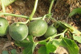 马泡瓜今日价格查询,实时数据解读”