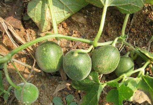 马泡瓜今日价格查询,实时数据解读”