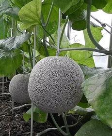 广饶网纹瓜今日价格,价格行情一览