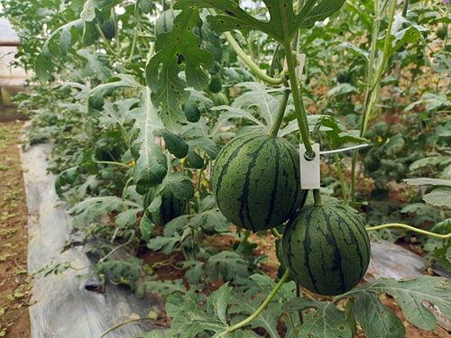 51吃瓜今日吃瓜,今日热点事件大盘点