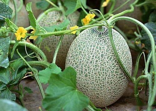 哈密瓜今日收购价格,市场行情一览”