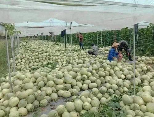 哈密瓜今日收购价格,市场行情一览”