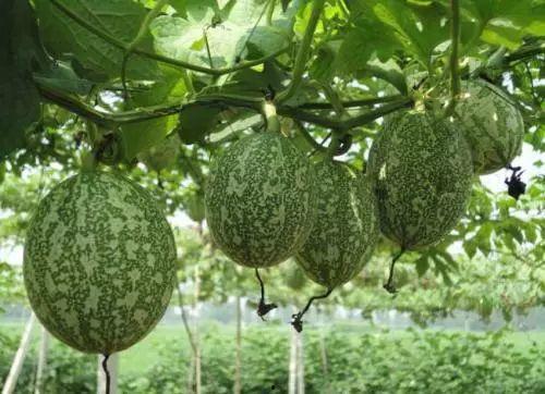 今日小吊瓜价格,市场行情一览”