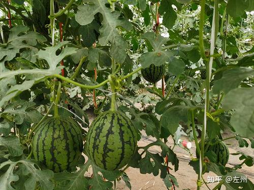 今日小吊瓜价格,市场行情一览”