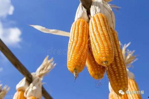 衡水吊瓜今日价格表,市场行情一览