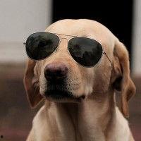 明星网红狗狗图片高清头像,高清头像下的萌态百出