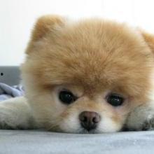 明星网红狗狗图片高清头像,高清头像下的萌态百出