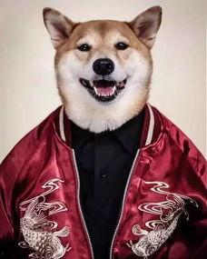 明星网红狗狗图片高清头像,高清头像下的萌态百出