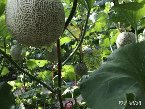 今日价格玫珑瓜,瑰丽玫珑瓜，品味夏日清新佳肴